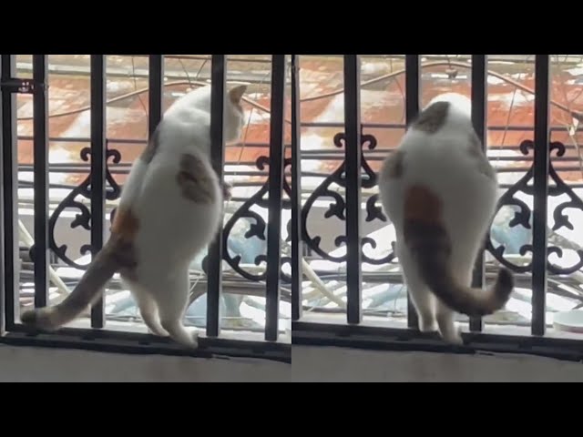 Pregnant Cat's Belly Blocks Her From Going Through Window