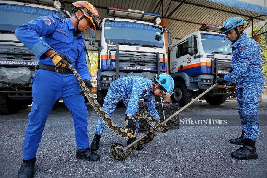 Civil Defence Force members share unforgettable snake capture experiences