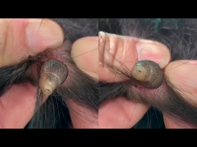 Removing A Massive Botfly Maggot From Dog's Neck