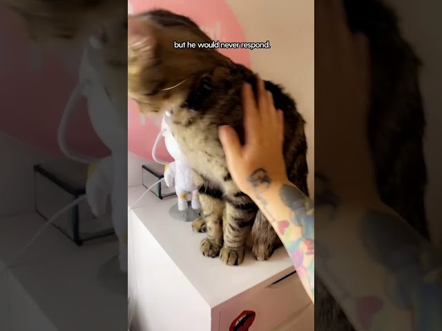 Cat Won't Stop Smacking His Mom 😂 | The Dodo