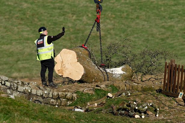 Felled Sycamore Gap set to go on display in bid to preserve world-famous tree's legacy