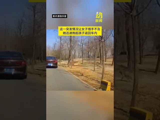 小便遇到狼！这次真的狼来了