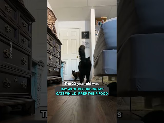 Recording My Cats While I Get Their Food 🐱