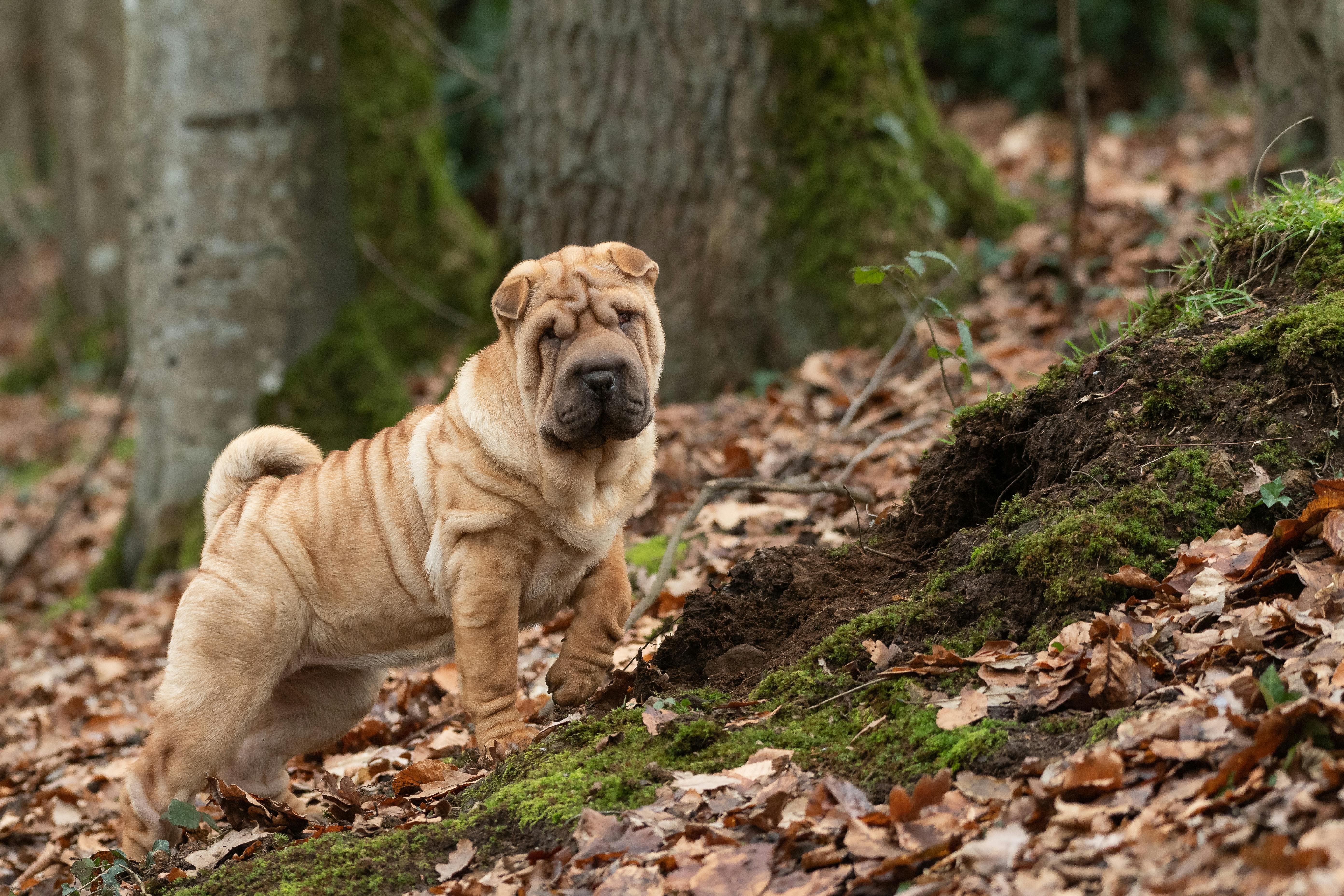 Practice of gifting condolence money at dog’s funeral leaves South Korean netizens divided