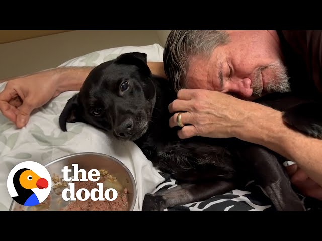 Guy Finds A Dog On The Side Of The Highway | The Dodo