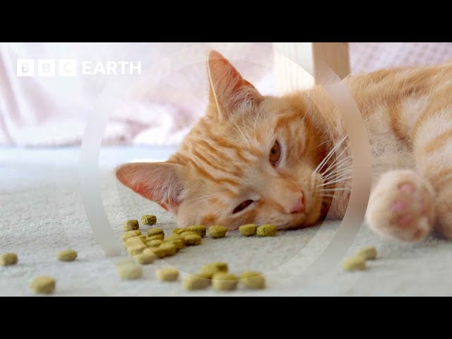 Kitten Steals Treats When Left Home Alone | Wonderful World of Puppies | BBC Earth