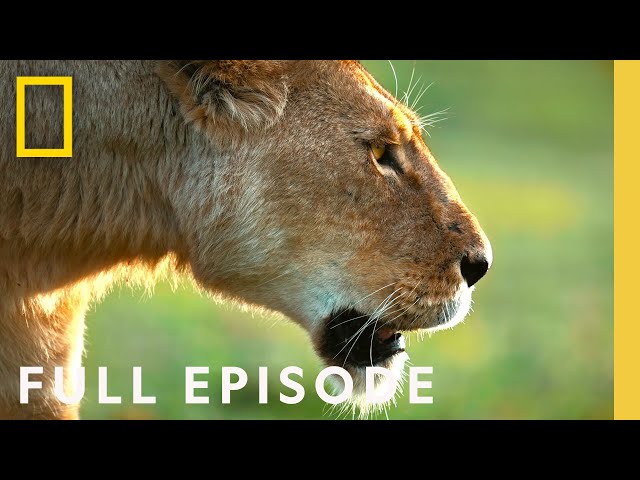African Queens: Lions vs Hyenas (Full Episode) | Queens