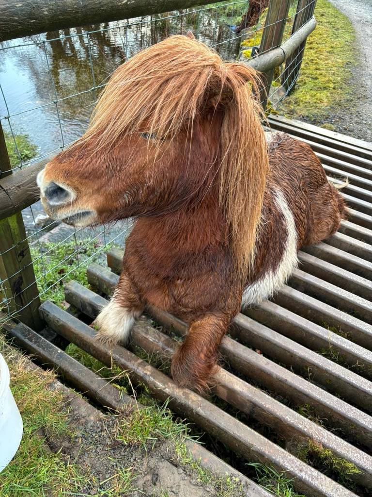 Social media users upset as Shetland pony is stuck in cattle grid for 4 hours with crews toiling