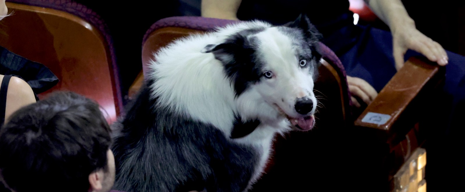 The Biggest Star At The 2024 Oscars Is… A Dog