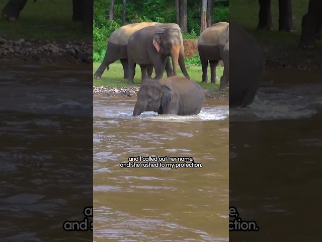 Elephant Sprints To Rescue Her Favorite Person | The Dodo