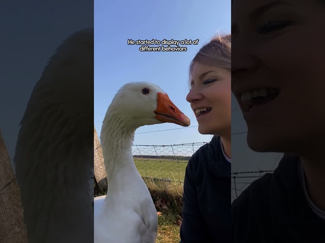 Goose Thinks She's His Wife ❤️ | The Dodo