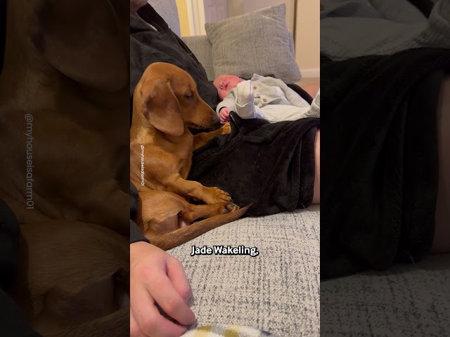 Sausage Dog And Baby Boy Are Best Friends 💕🐾