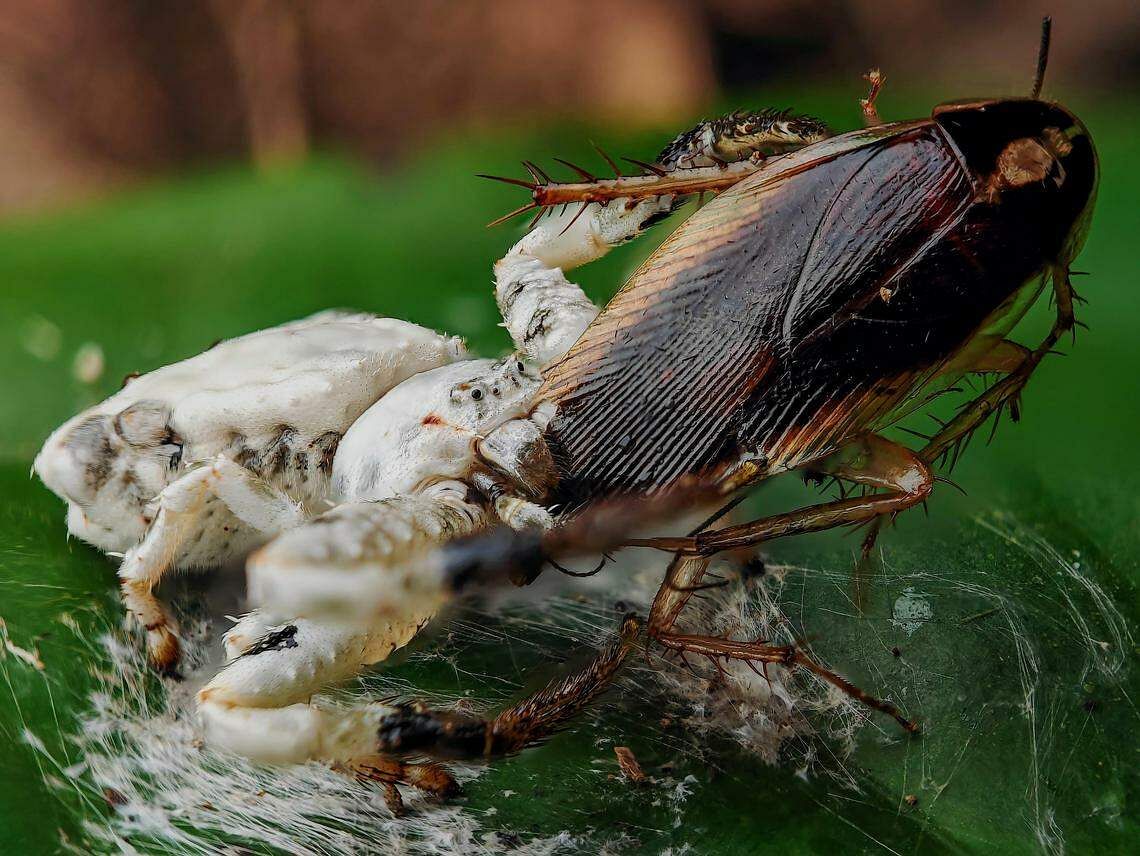 Rare crab spider that looks and smells like bird dropping sighted in Singapore