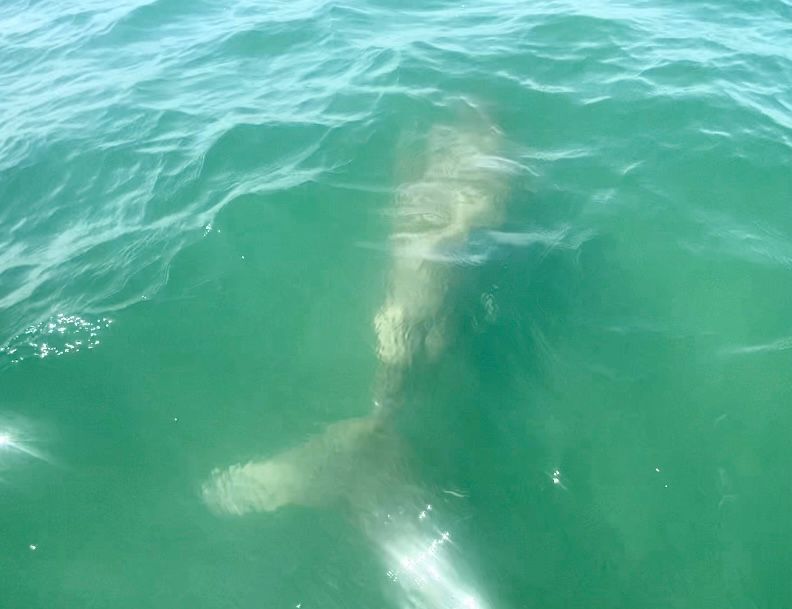 Paddleboard guide’s wish comes true after dugong sighting off Tanjung Aru beach