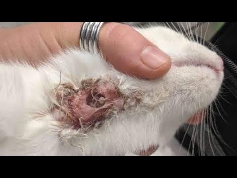 Massive Botfly Extracted From Small Kitten's Neck (Part 34)