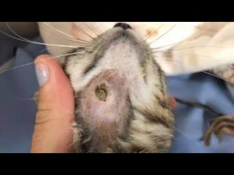 Removing Huge Cuterebra From Little Kitten's Neck (Part 35)
