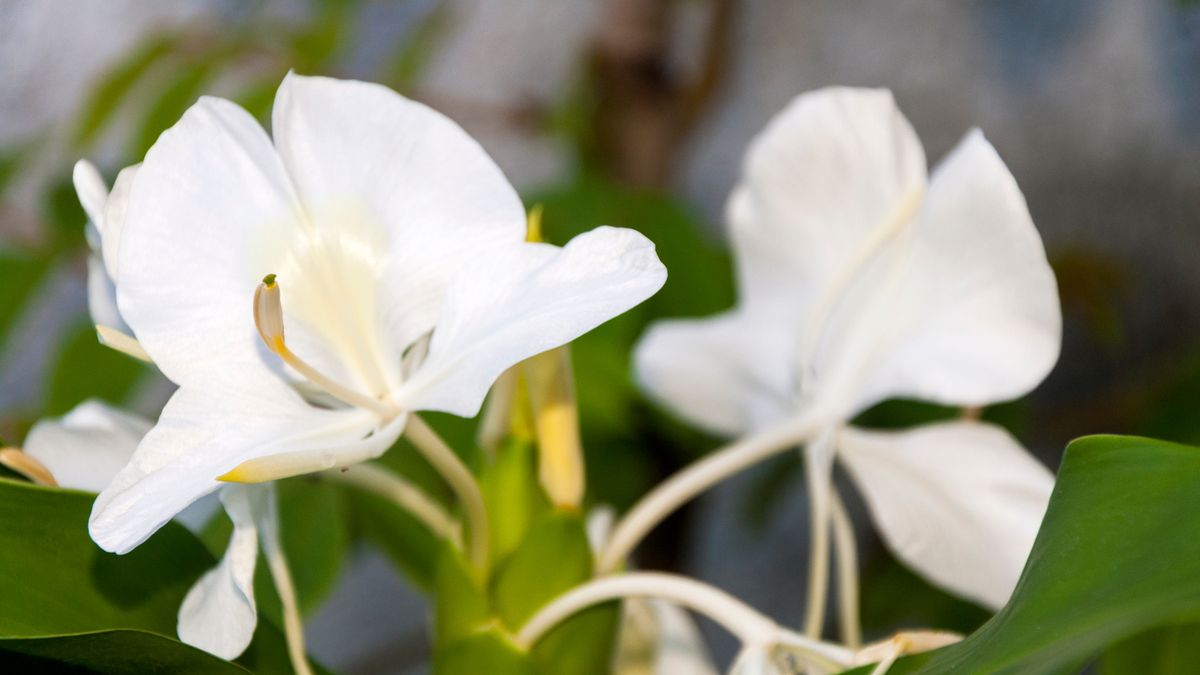 Revive sad peace lilies for 'beautiful blooms' by adding 3 kitchen scraps to soil