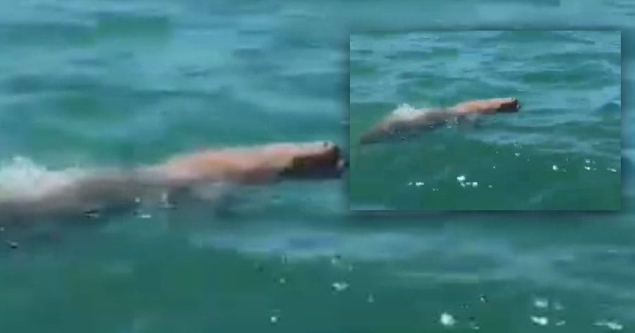 Caution advised as rare dugong resurfaces in Kota Kinabalu waters, says diving instructor