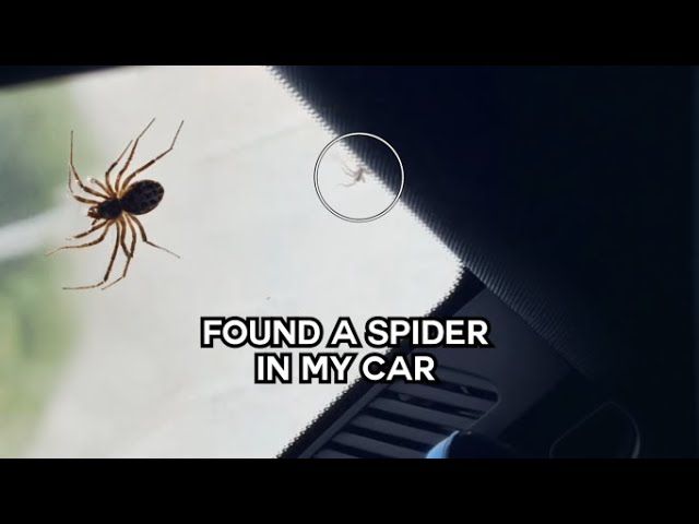 I Found A SPIDER In My Car! 😱 | CATERS CLIPS