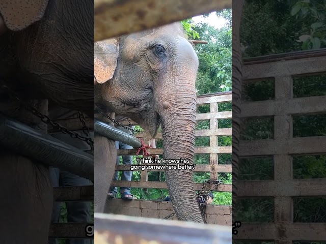Elephant Chained Up For Years Has The Best Reaction To Freedom | The Dodo