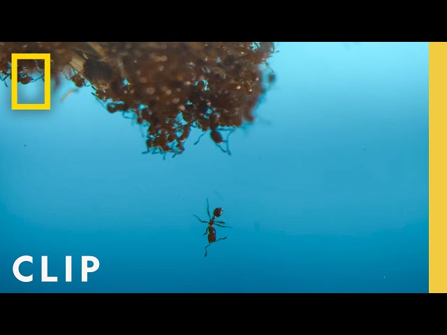 Fire Ants in the Pool | A Real Bug's Life | National Geographic