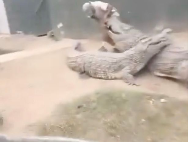 Crocodile handler 'nearly loses his genitals' to furious 15ft beast in horror attack