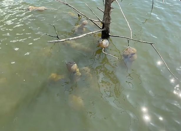 'Alien egg pods' dragged from Oklahoma lake causing 'panic' as locals speculate over grim find