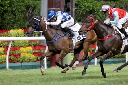 March 20 Hong Kong (Happy Valley) form analysis