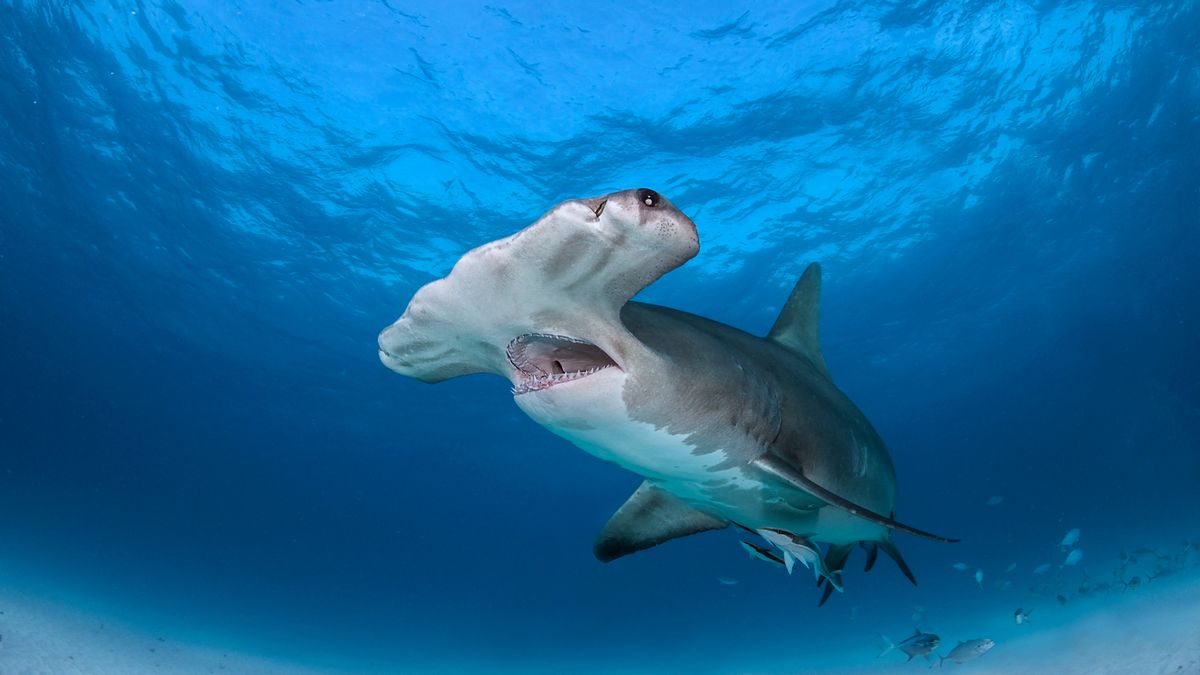 Brit tourist hotspot on high alert after sharks spotted off beach ahead of Easter holidays