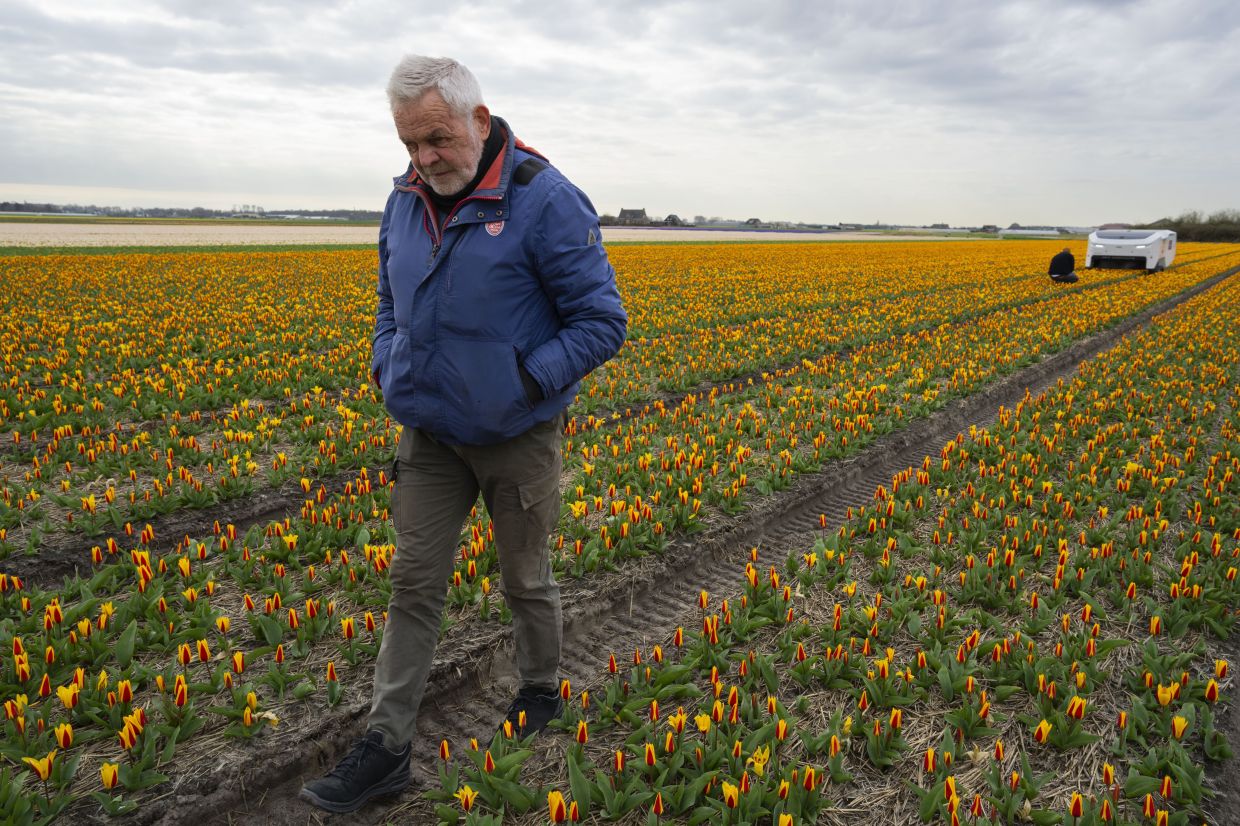 An AI robot is spotting sick tulips to slow the spread of disease through Dutch bulb fields
