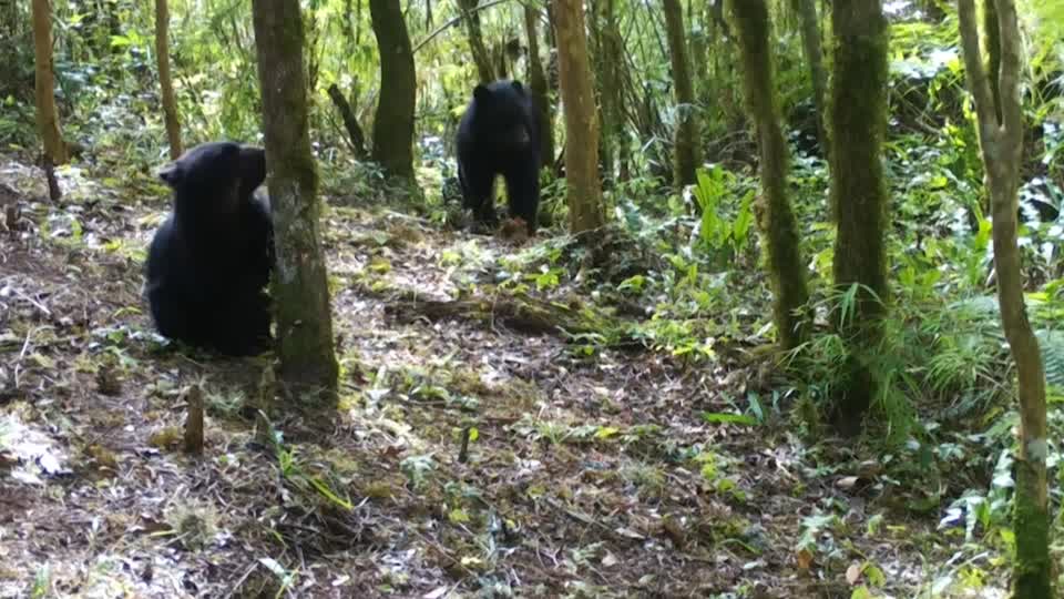 At least 60 'paddington' bears found in bolivia
