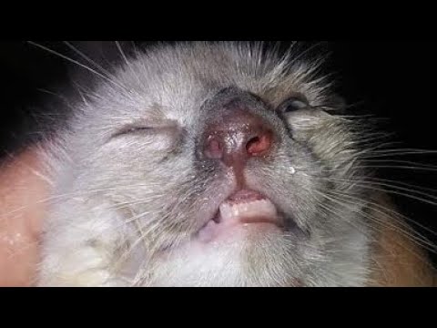 Massive Warble Removed From Cat's Nose (Part 59)