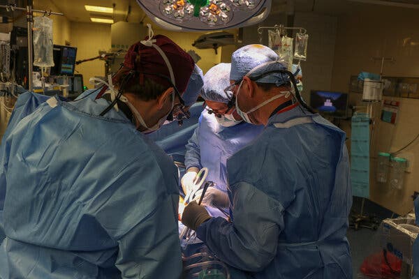 Surgeons Transplant Pig Kidney Into a Patient, a Medical Milestone