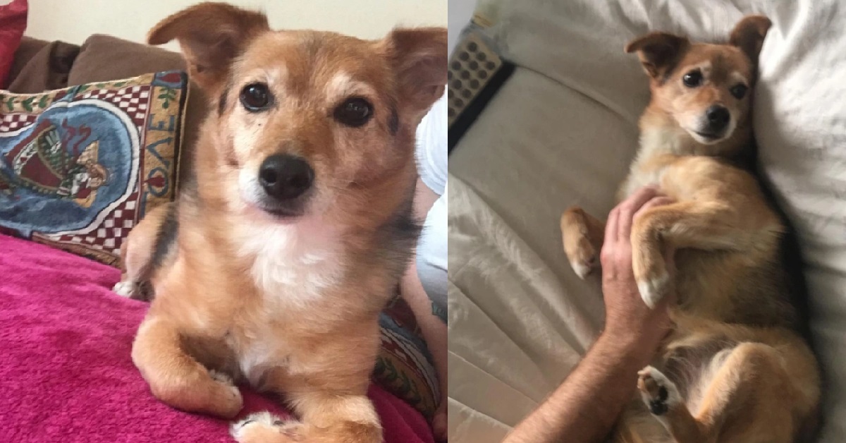 FAMILY’S DOG FOUND DAD’S CANCER BEFORE THEM OR EVEN THEIR DOCTOR