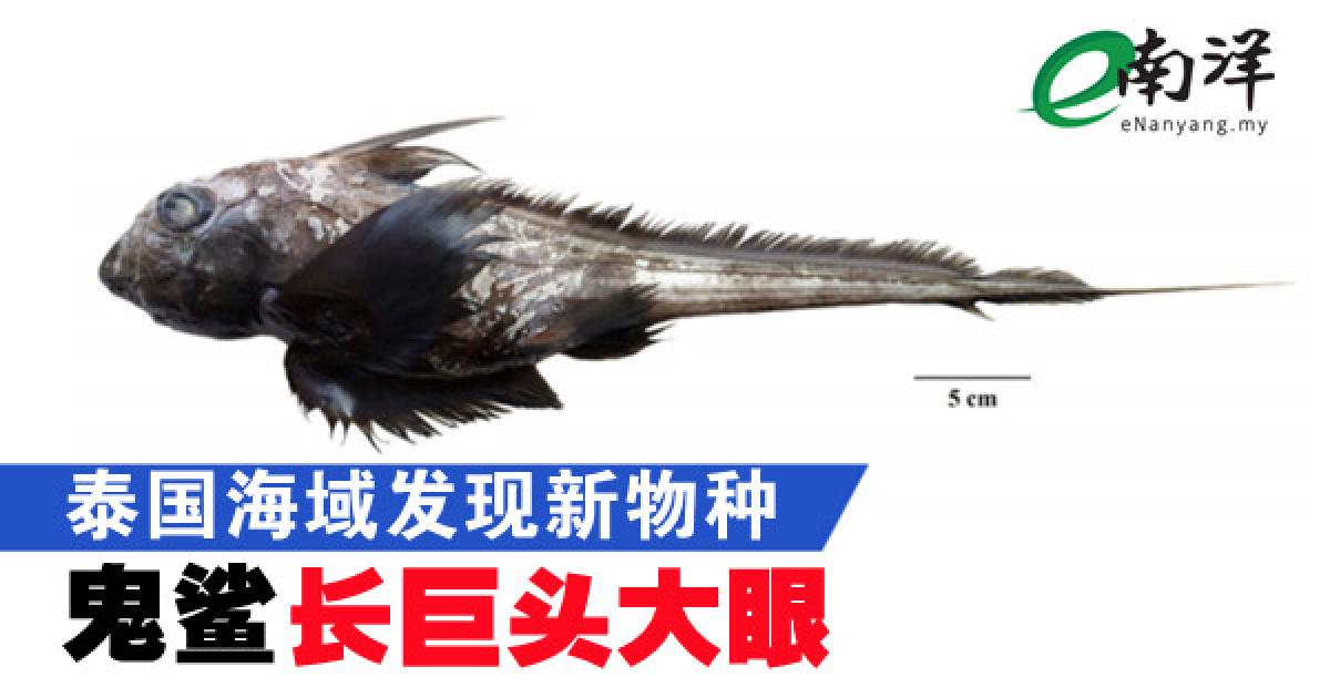泰国海域发现新物种 “鬼鲨”长巨头大眼