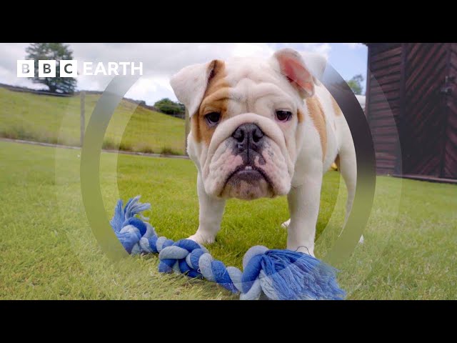 Bulldog Pup Steals Siblings’ Dinner | Wonderful World of Puppies | BBC Earth