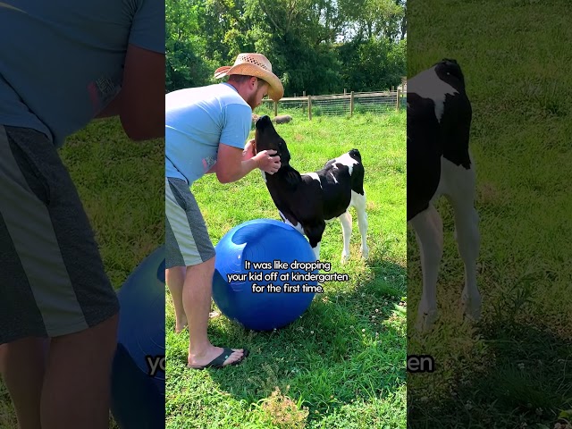 Rescue Calf Has Been Obsessed With Her Mom Since Day 1 | The Dodo