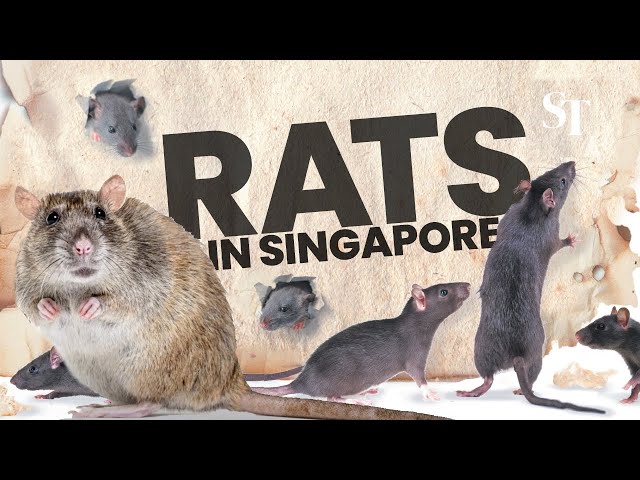 Rats in Singapore: A day in the life of the exterminators