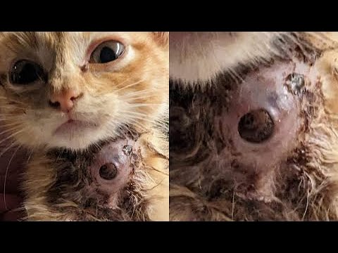 Immense Botfly Removed From Kitten's Neck (Part 42)