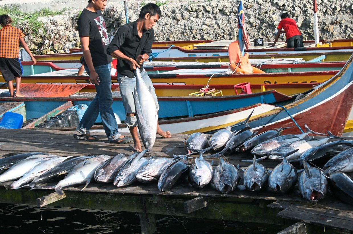 Chasing the yellowfin tuna