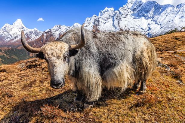 Brit woman savaged by yak on trek to Everest had to be airlifted to hospital