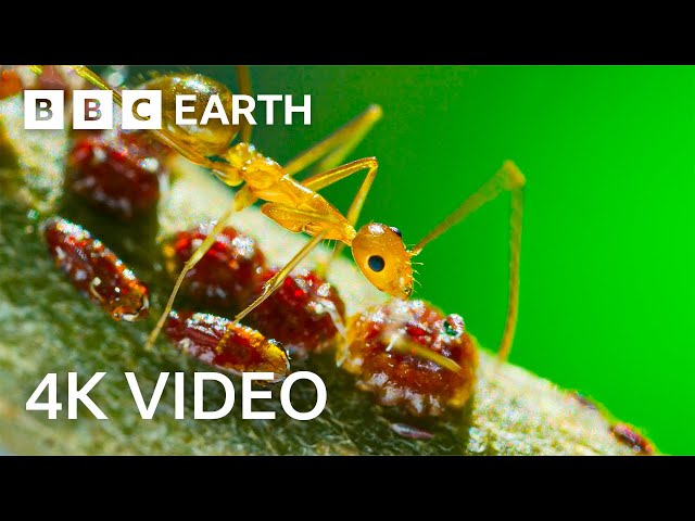Yellow Crazy Ants Kill Red Crab | 4K UHD | Planet Earth II | BBC Earth