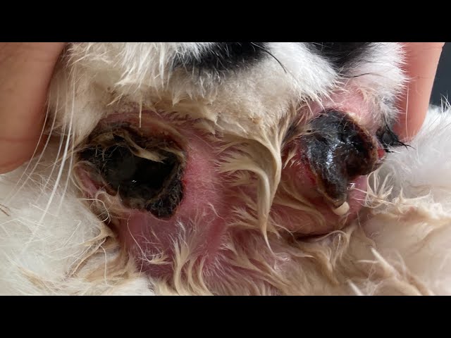 Removing Enormous Botfly Maggot From Dog's Skin (Part 8)
