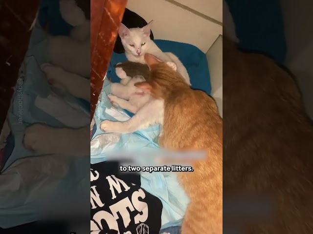 Two Cats Help Each Other After They Both Have Kittens