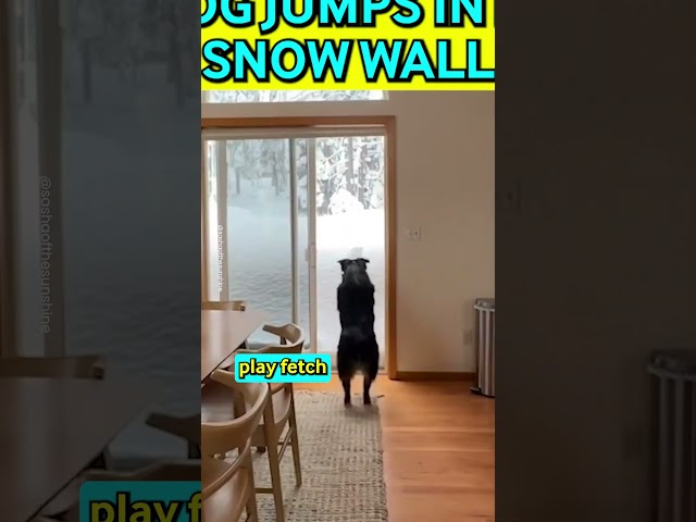 Dog Jumps Straight Into Snow Wall 😂