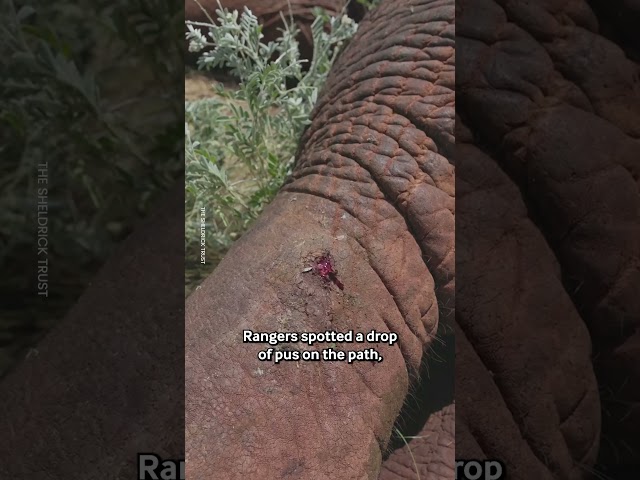 Elephant Saved From Poisonous Arrow 🐘