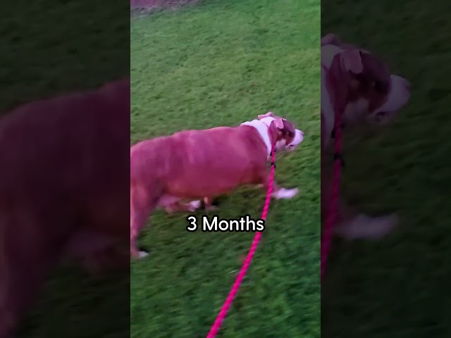 You Won't Believe How Much Weight This Foster Dog Lost! | The Dodo