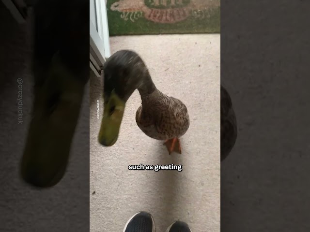 Life With Pet Ducks 🦆