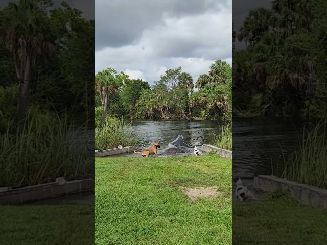 Dogs Get Splashed by Manatee