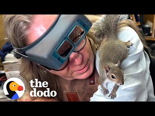 Orphaned Squirrel Goes To Work With His Human Dad | The Dodo